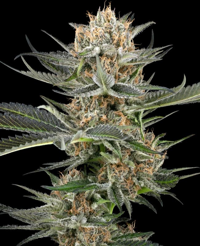 Thin Mint Kiwi Automatic Seeds