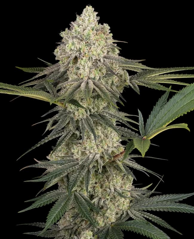 Triple Mints XXL Feminized Seeds