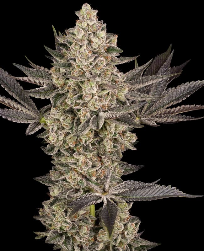 Tropical Butter Sauce Automatic Seeds