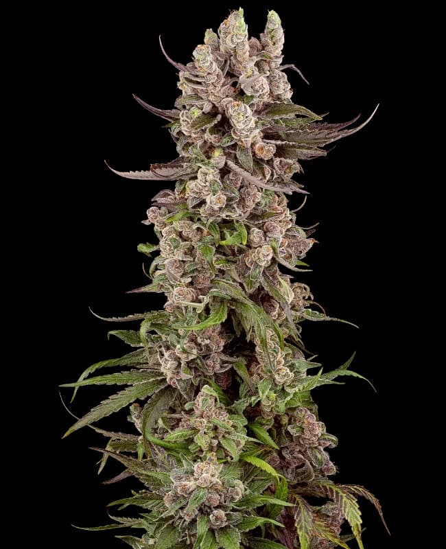 Tropicana Cherry Gelato Feminized Seeds