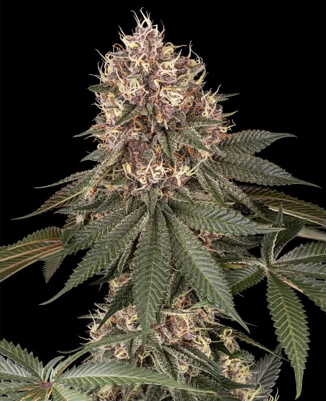 Tsarina Feminized Seeds