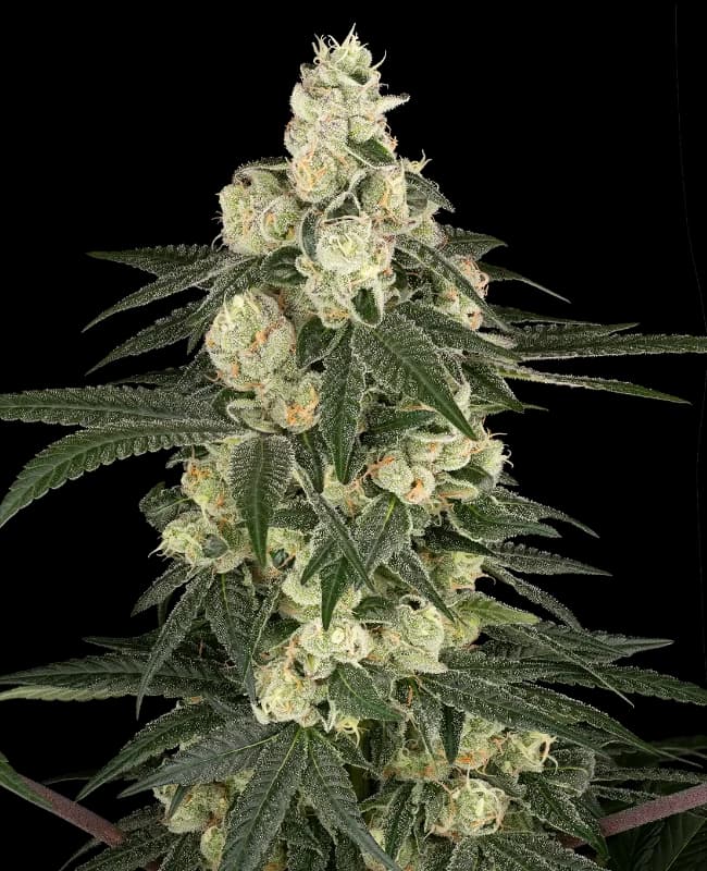 Vienna Cotta Feminized Seeds