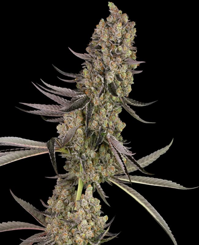 Vlad the Inhaler Feminized Seeds