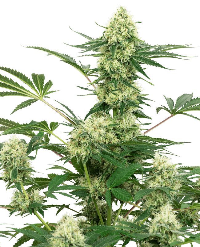 Wedding Cheesecake Feminized Seeds