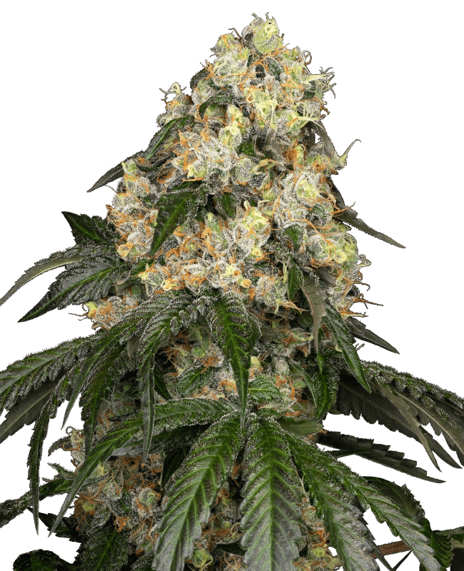 White Biscotti OG XXL Feminized Seeds