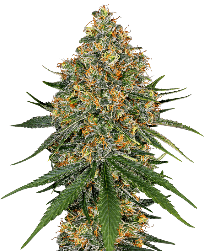 White Cheese Feminized Seeds