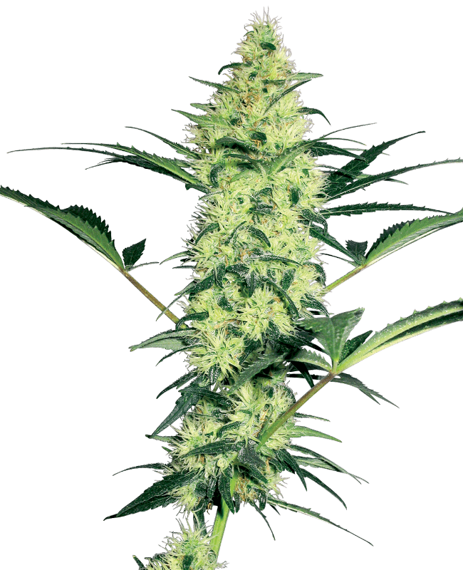 White Diesel Feminized Seeds