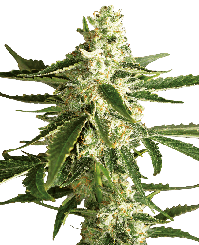 White Diesel Haze Automatic Seeds