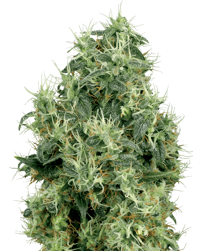 White Gold Feminized Seeds