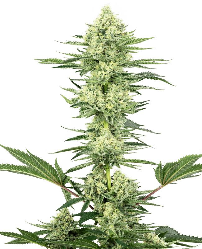 White Gorilla Haze Seeds