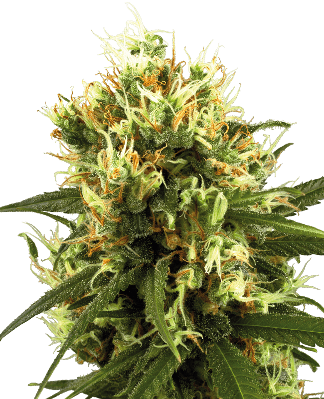 White Haze Automatic Seeds