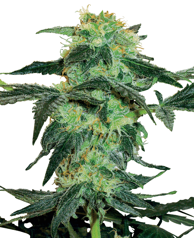 White Ice Feminized Seeds