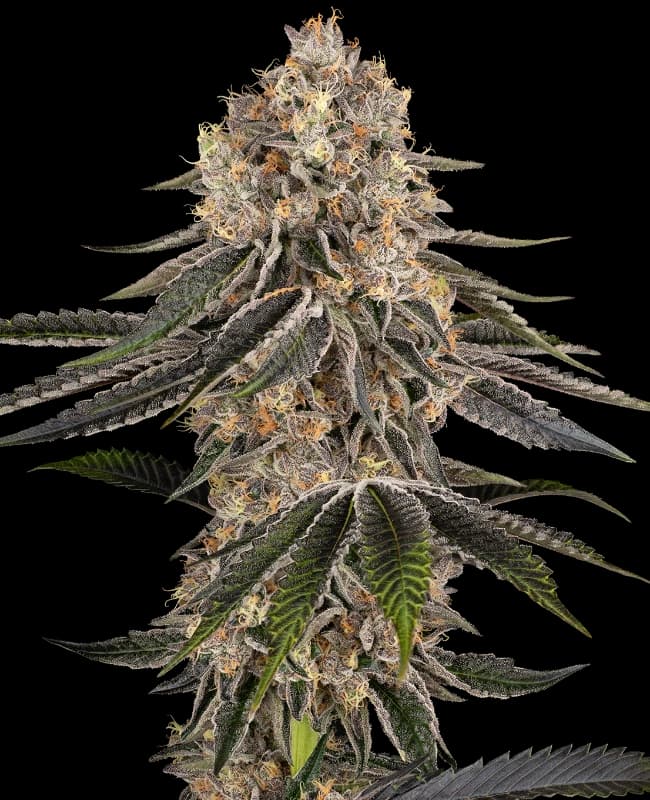 White Orangutan Feminized Seeds