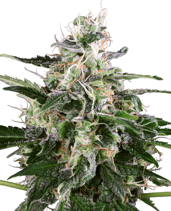 White Skunk Automatic Seeds