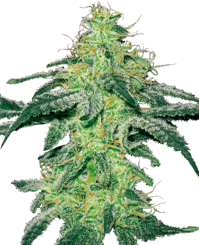 White Skunk Feminized Seeds