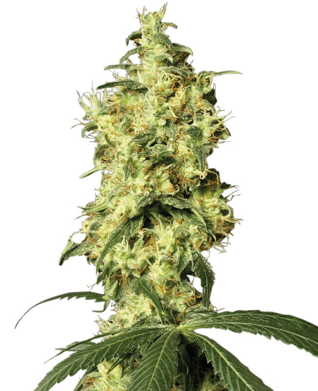 White Widow Automatic Seeds