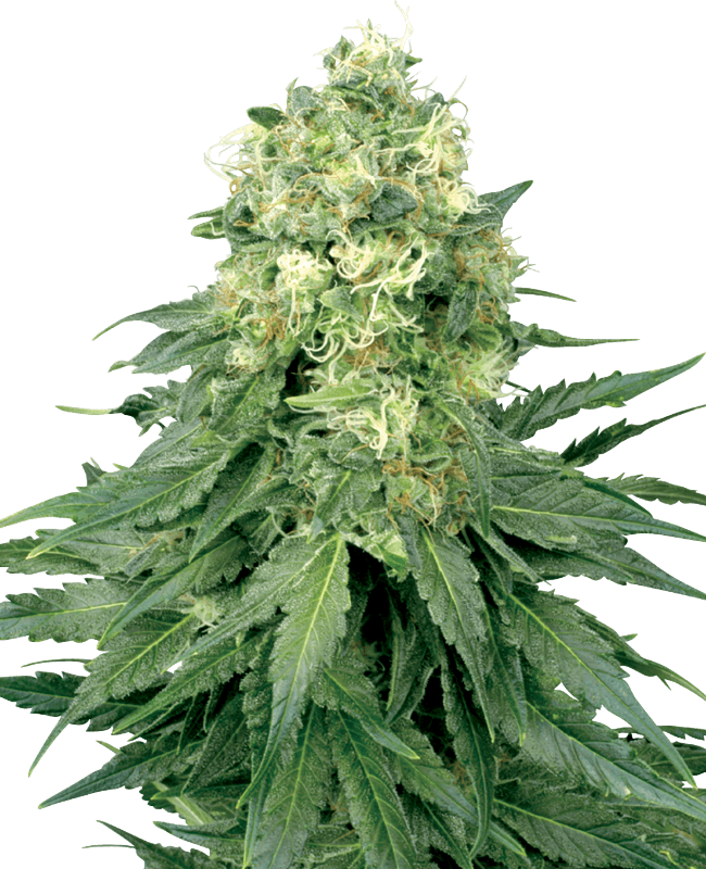 White Widow Feminized Seeds