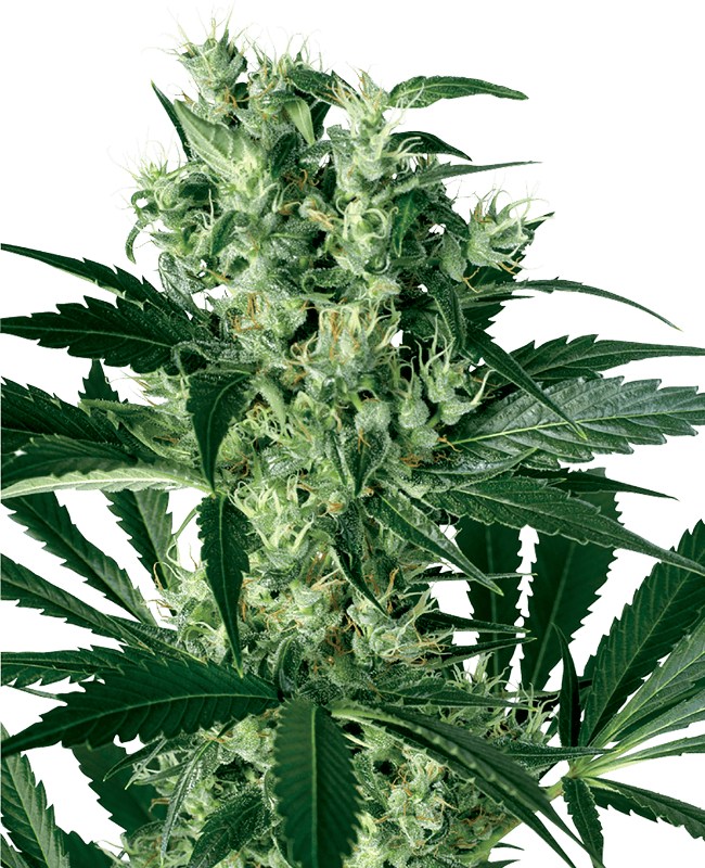 X Haze Feminized Seeds