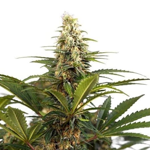 C4 Seeds