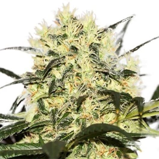 California Orange Auto Seeds