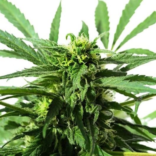 Chocolate Thai Seeds