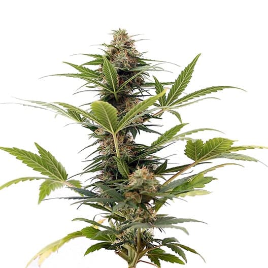 Darth Vader OG Auto Seeds
