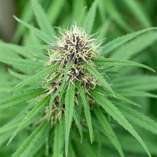 El Jefe Seeds