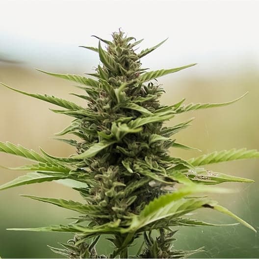 Glueberry Seeds