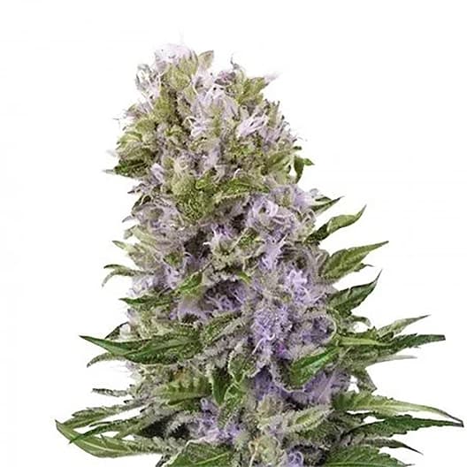 Hawaiian Auto Seeds