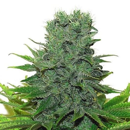 Hawaiian Haze Seeds