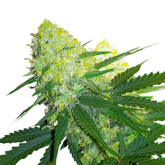Hawaiian Purple Kush Auto Seeds