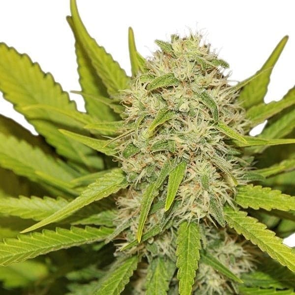 Jack the Ripper Seeds
