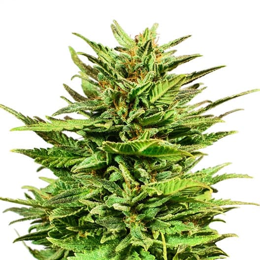 Kuchi Seeds