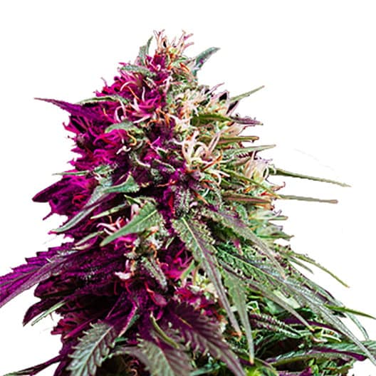 LA OG Seeds