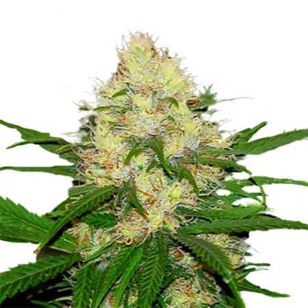 Mad Scientist Seeds