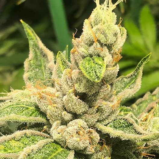 OG Los Angeles Kush Seeds