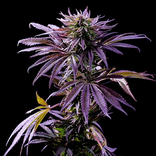 Purple Diesel Seeds