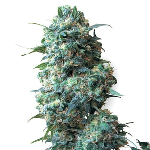Purple Dream Auto Seeds