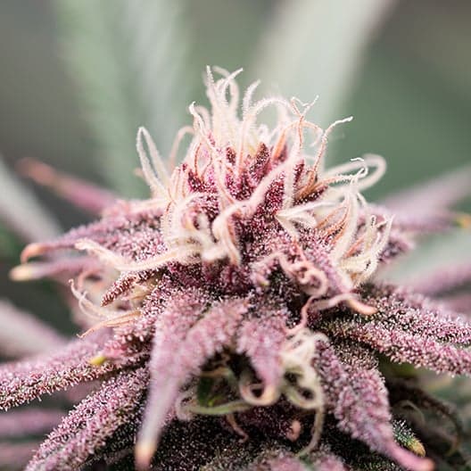 Purple Hindu Kush Auto Seeds