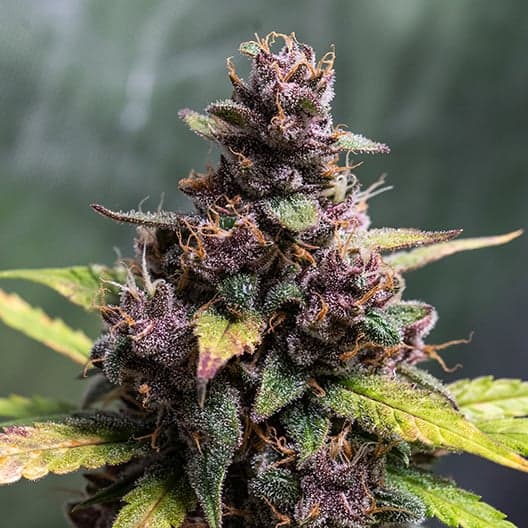 Purple Wreck Seeds