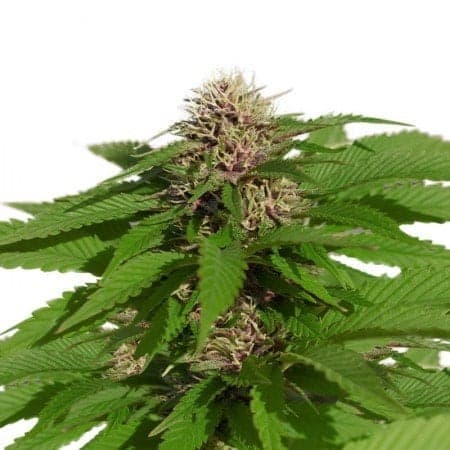 Quantum Kush Auto Seeds