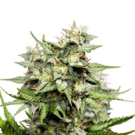 Scott’s OG Seeds