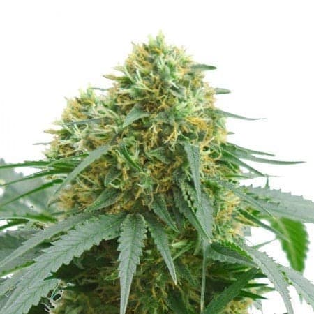 Raspberry Cough Kush Auto Seeds