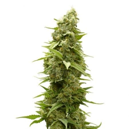 Satellite OG Seeds