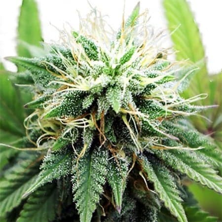 Sour Tangie Seeds
