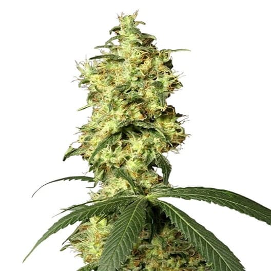 Star Killer Seeds