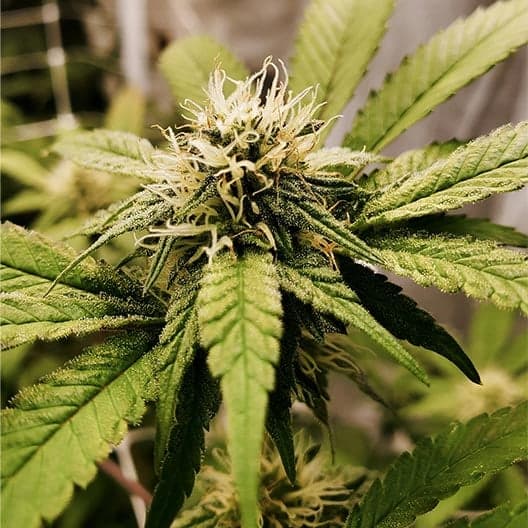 Watermelon Zkittlez Seeds