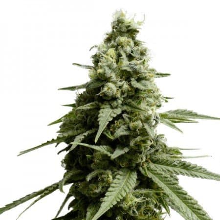 Wonder Woman Auto Seeds