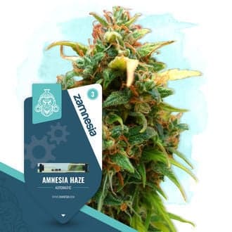 Amnesia Haze Auto Seeds