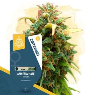 Amnesia Haze Seeds